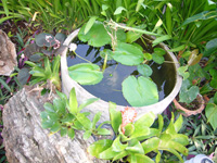 Amenities Garden and Flowers, Nern Chalet, Hua Hin