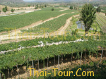 ไร่องุ่นหัวหิน HuaHin Vineyard