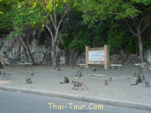 ฝูงลิงบนทางขึ้นวัด