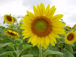 Sunflower Fields