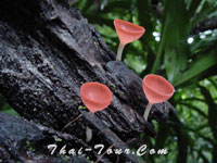 เห็ดถ้วย มีอยู่มากมายบริเวณน้ำตก