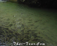 ปลาพลวง