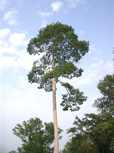 100 Year old Para Tree