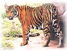 tiger2.jpg (5081 bytes)