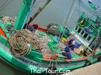 เรือประมงจับปลาได้มากมาย