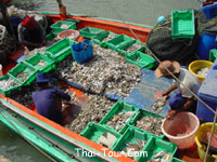 คัดประเภทของปลา