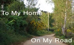 ป่าสนวัดจันทร์