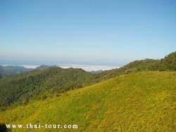 ทุ่งดอกบัวตอง ดอยแม่อูคอ