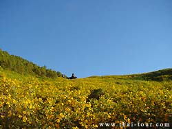 other flowers, villagers grow, accommodation is available here too.