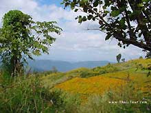 ทุ่งดอกบัวตอง ดอยแม่เหาะ