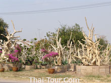 ศูนย์รวมไม้ดัด