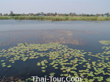 หนองแวง