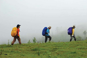 เดินป่า