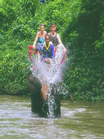 นั่งช้าง