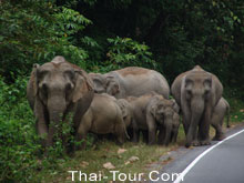 ฝูงช้าง บังเอิญผมได้พบเข้าระหว่างเดินทาง