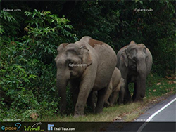 อุทยานแห่งชาติเขาใหญ่