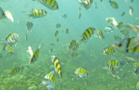 Phi Phi Relax Beach Resort