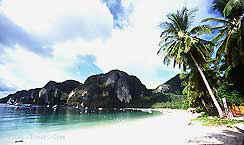 ao_tonsai.jpg (8575 bytes)