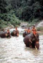 elephantriding_klongklai.jpg (5352 bytes)