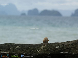 เกาะยาวน้อย