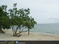 โละปาแรด