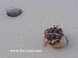 กลับบ้านแล้วครับ