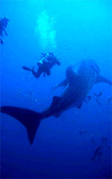 Ac resort koh tao Activities