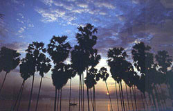 Amari Palm Reef Resort Samui : Beach Sunsets