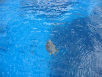 Haaad tien Bungalow Koh Tao, Photo Gallery