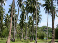 Haaad tien Bungalow Koh Tao, Photo Gallery