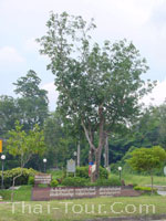 The first rubber tree in Thailand