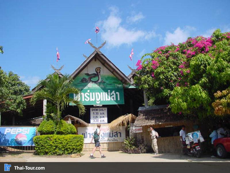 ฟาร์มงูแม่สา