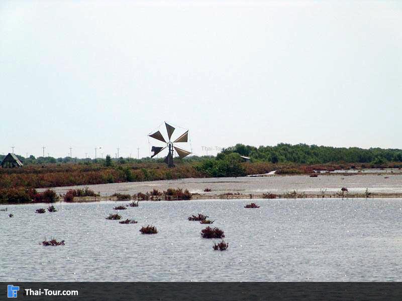 นากุ้งนาเกลือ