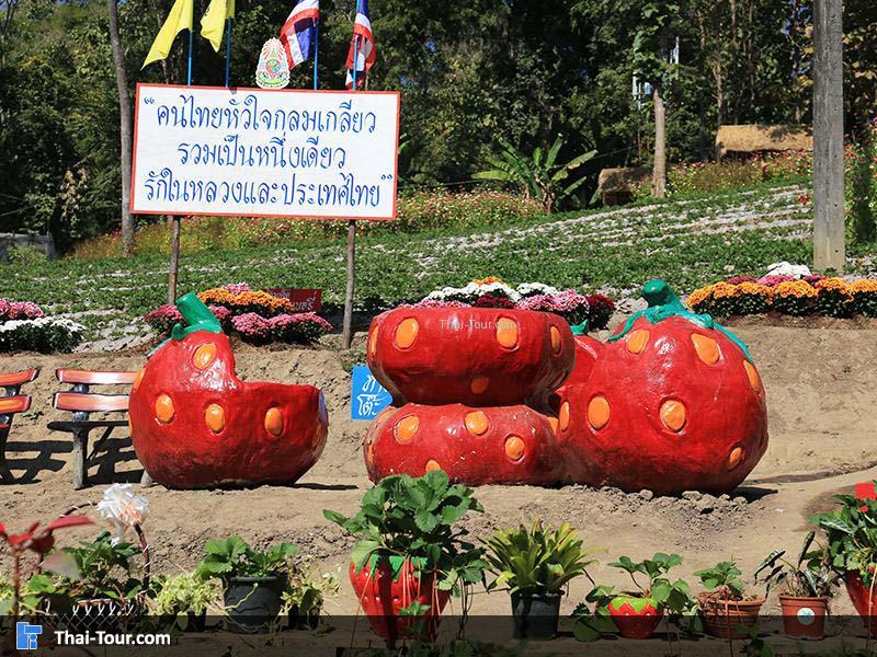 ไร่สตรอเบอรี่ แม่ริม