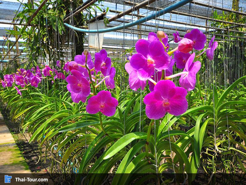 สวนผึ้งออร์คิด