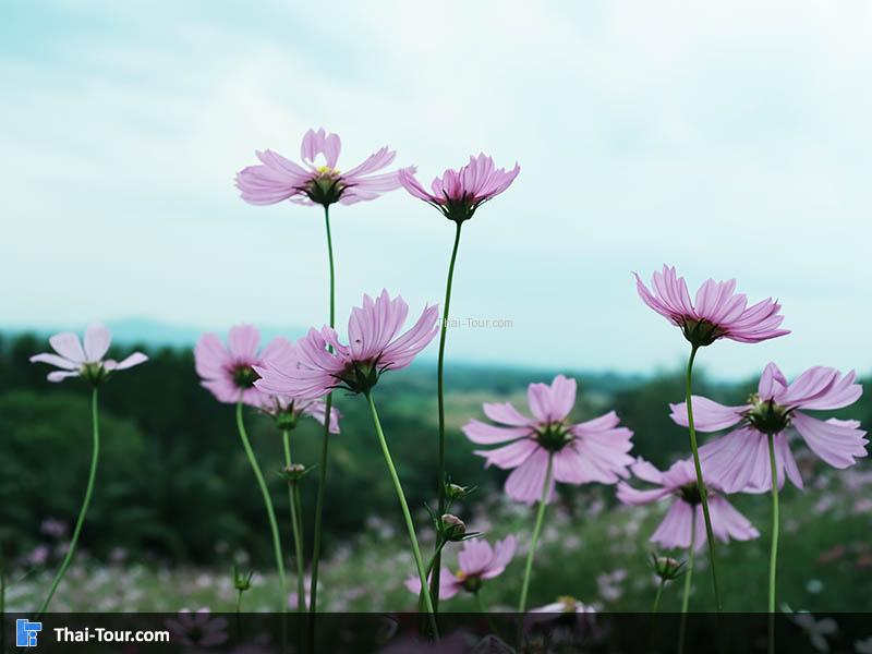 สวนละไม