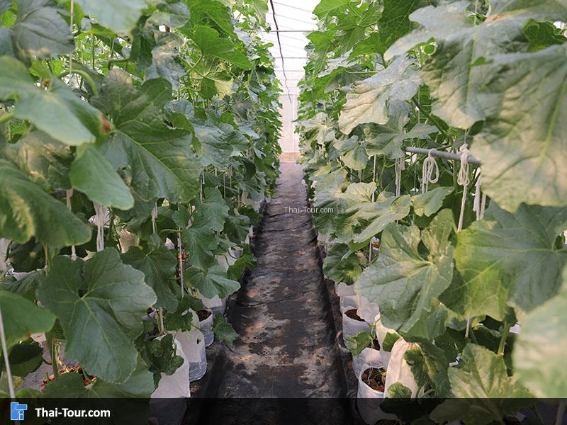 โครงการฟาร์มตัวอย่างตามพระราชดำริบ้านแม่ต๋ำ