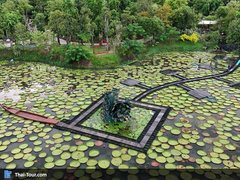 นาบัวยักษ์