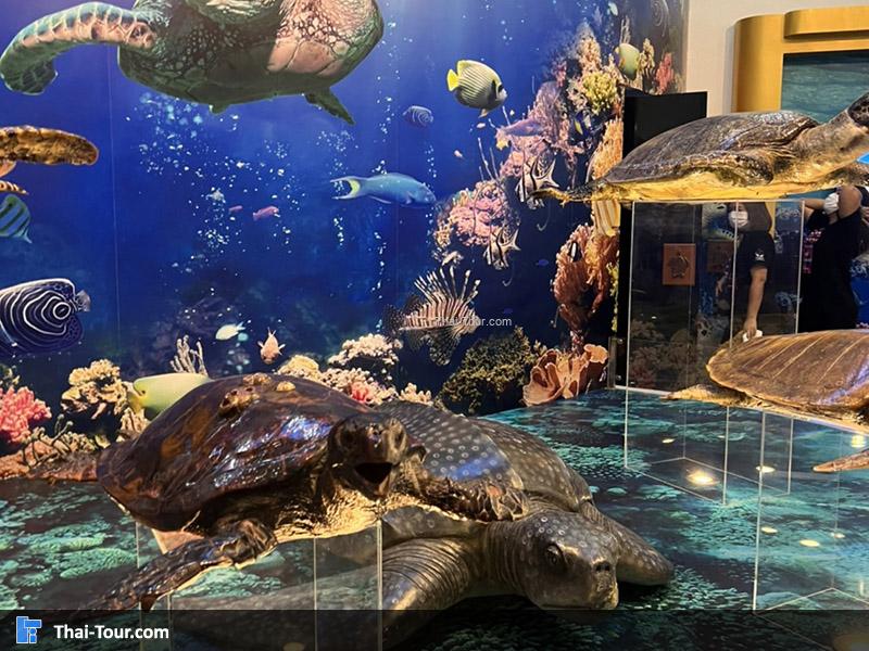 ศูนย์อนุรักษ์เต่าทะเล สัตหีบ