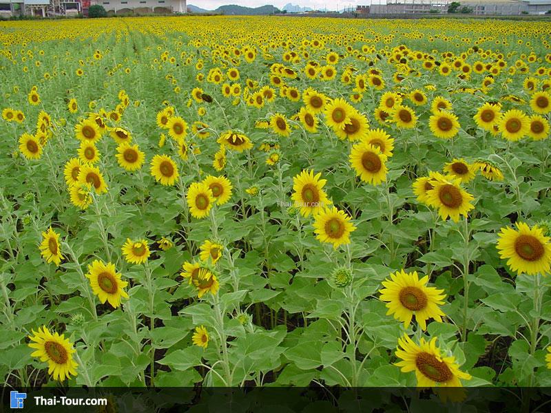 ทุ่งทานตะวัน