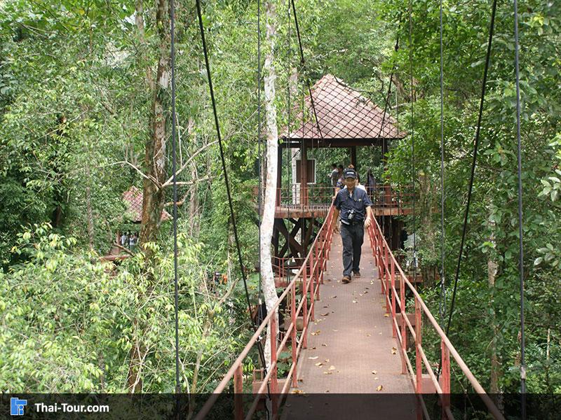 สวนพฤกษศาสตร์ภาคใต้