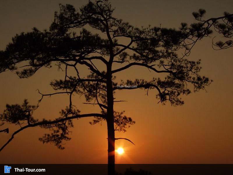 ผานกแอ่น