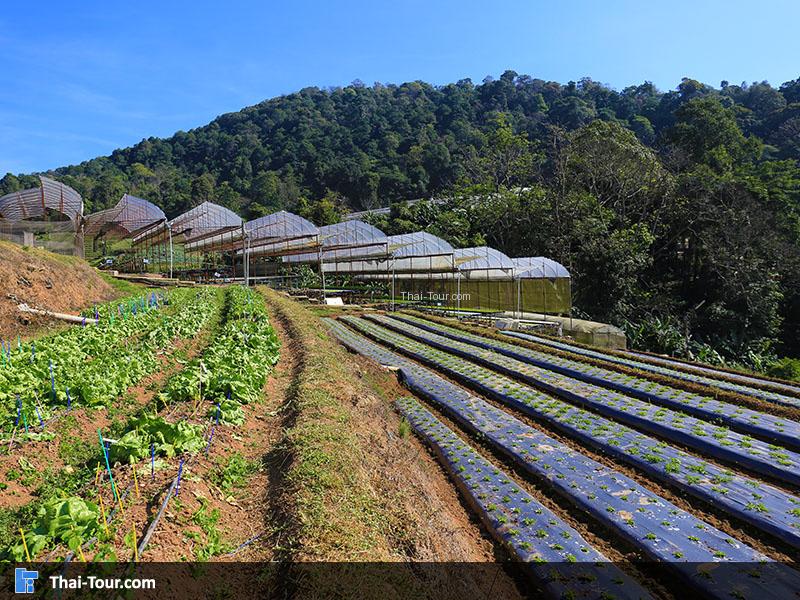 โครงการหลวงหนองหอย
