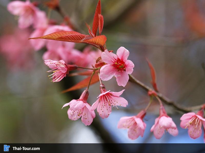 ซากุระเมืองไทยหรือนางพญาเสือโคร่ง บนดอยอ่างขาง