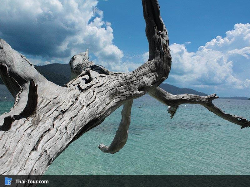 เกาะราวี