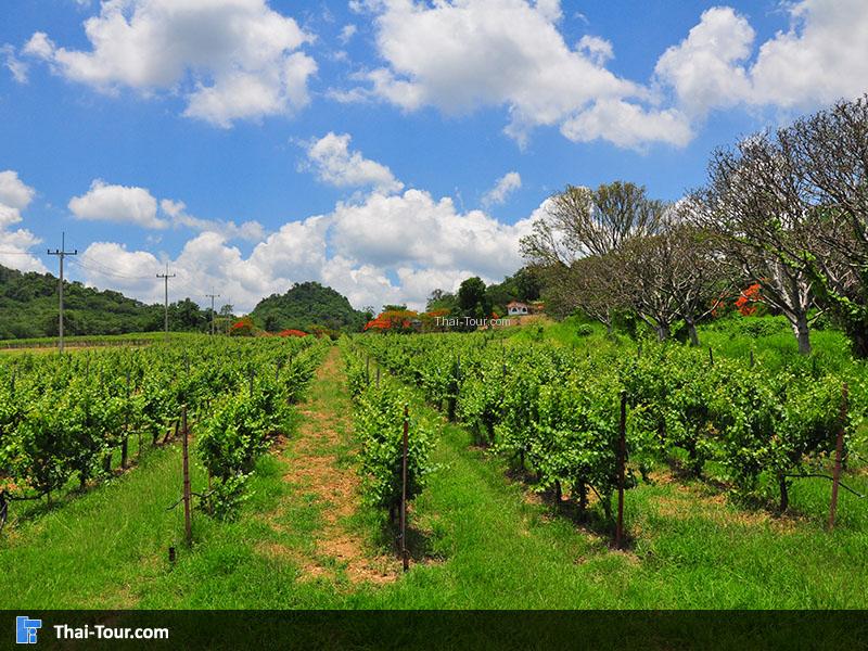 พีบีวัลเล่ย์ เขาใหญ่ไวน์เนอรี่