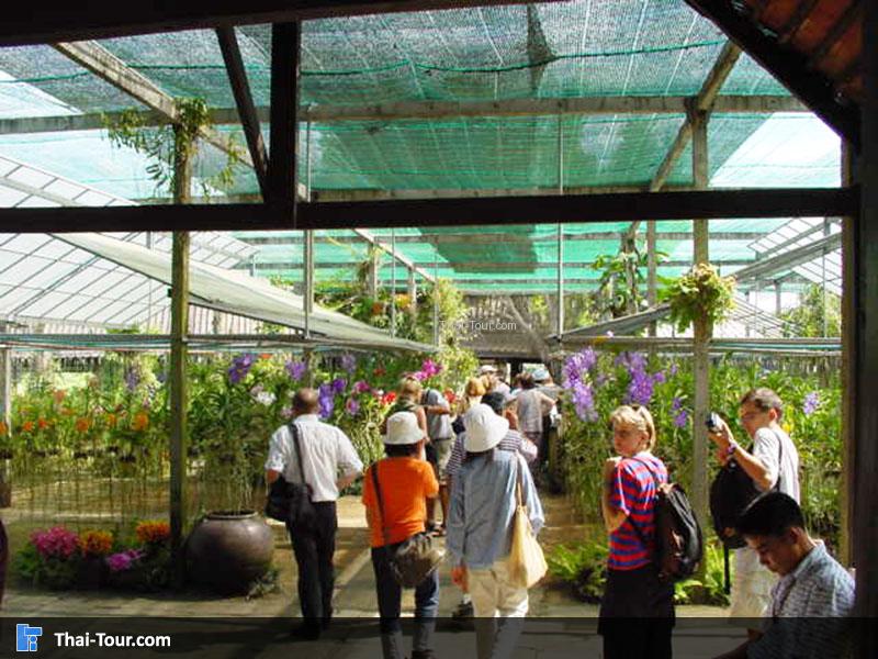 สวนกล้วยไม้แม่แรม