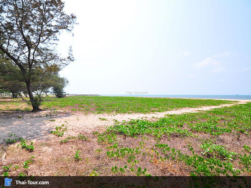 หาดแหลมเจริญ