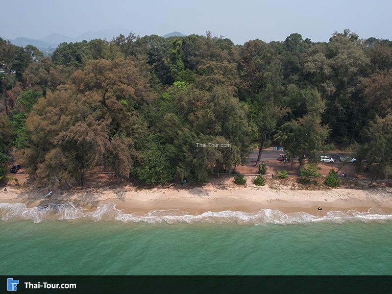 สวนสน (สวนรุกชาติเพ)