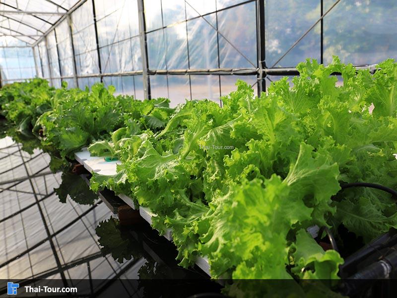 โครงการหลวงจิตรลดา นครสวรรค์